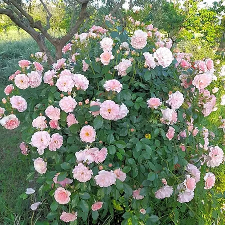 Casale Della Rosa Couette-café Loreto